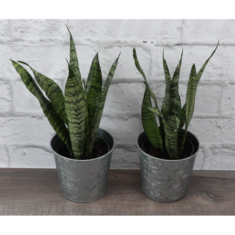 Thorsen's Greenhouse 2 Piece Live Snake Plant in Pot Set